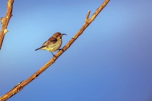 Mariqua Sunbird female standing on a branch isolated in blue sky in Greater Kruger National park, South Africa ; Specie Cinnyris mariquensis family of Nectariniidae