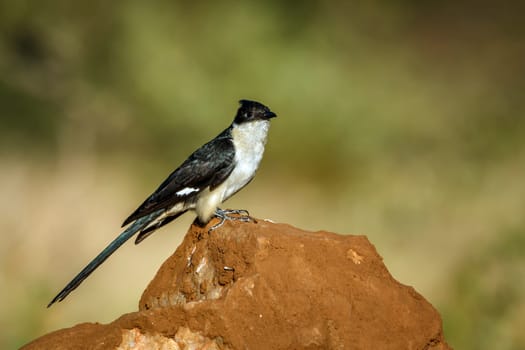 Pied Cuckoo standing on a rock isolated in natural background  in Greater Kruger National park, South Africa ; Specie Clamator jacobinus family of Cuculidae