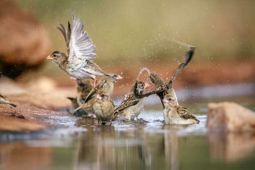 Small group of Red-billed Quelea bathing in waterhole in Greater Kruger National park, South Africa ; Specie Quelea quelea family of Ploceidae