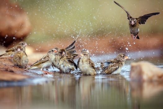 Small group of Red-billed Quelea bathing in waterhole in Greater Kruger National park, South Africa ; Specie Quelea quelea family of Ploceidae