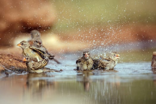 Small group of Red-billed Quelea bathing in waterhole in Greater Kruger National park, South Africa ; Specie Quelea quelea family of Ploceidae