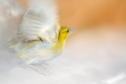 Motion of  Red headed weaver spreading wings in Greater Kruger National park, South Africa ; Specie Anaplectes rubriceps family of Ploceidae
