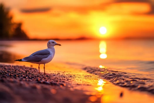 A seagull stands on the beach at sunset. The sky is orange and the sun is setting