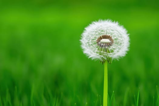 A single white flower with a green stem is standing in a lush green field. The flower is the only thing visible in the image, and it is a dandelion. Concept of simplicity and natural beauty