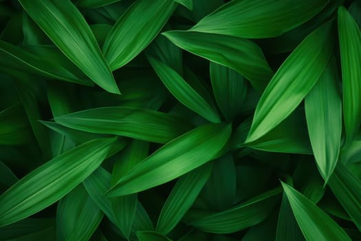 A close up of green leaves with a lush green background. The leaves are very thick and appear to be very healthy