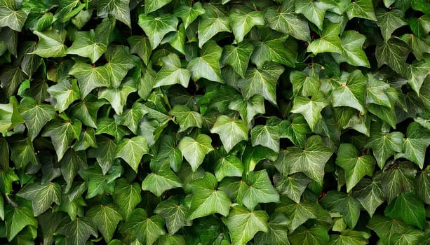 ivy scientific name Hedera plant useful as a background