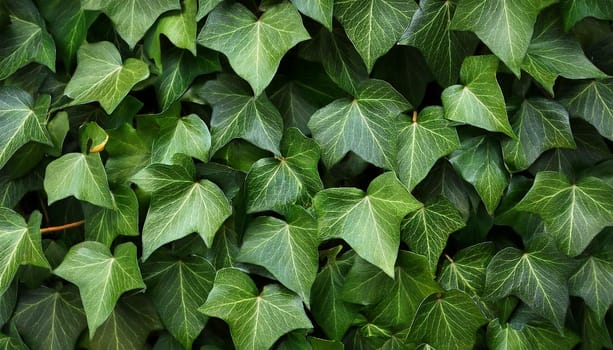 ivy scientific name Hedera plant useful as a background