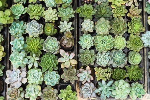 Many potted succulents of Echeveria elegans, Echeveria, Sedum,Graptopetalum (leatherpetal) at a flower market