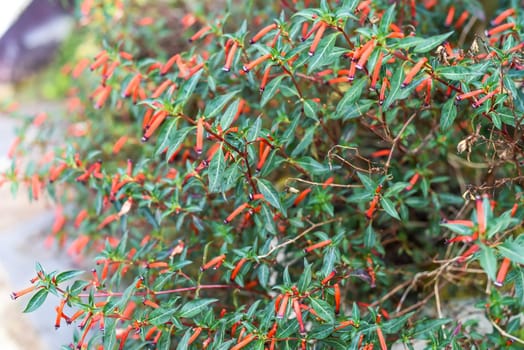 Cuphea ignea or the cigar plant, cigar flower, firecracker plant growing in Da Lat in Vietnam