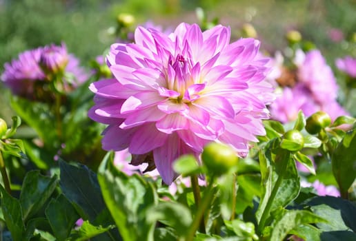 Bright lilac dahlia flower on green background. Russian Far East