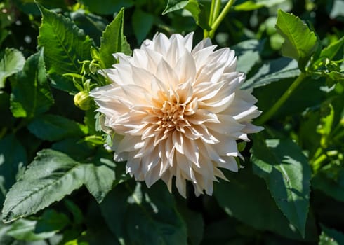 Dahlia Cafe au Lait growing close up