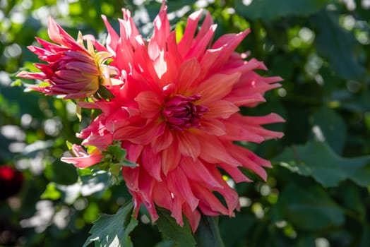 dahlia baltazar Red flower on green background. Russian Far East