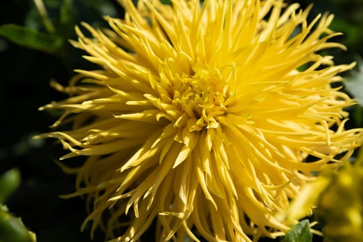 Yellow Dahlia fringed Encore (dahlia cultorum)