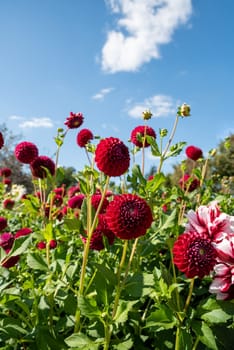 Red dahlia flower on green background. Russian Far East