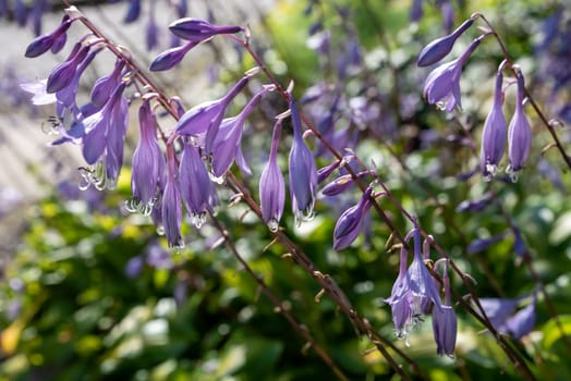 Selective focus of purple flowers of perennial plant Hosta
