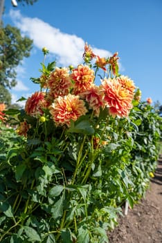 Red dahlia flower on green background. Russian Far East