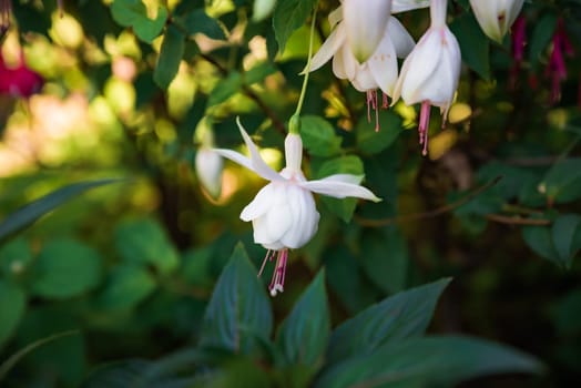 White fuchsia Pink Marshmallow flower growing in Far East of Russia
