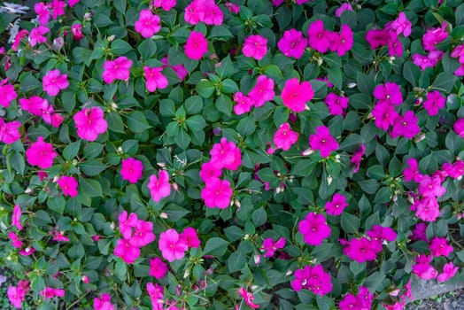 impatiens walleriana, also known as busy Lizzie