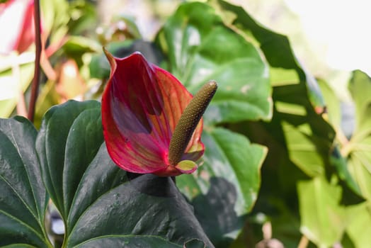 Anthurium Cavalli flower close up