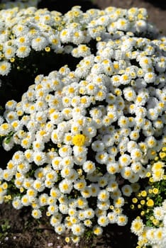 chrysanthemum multiflora Brandove White on flower bed