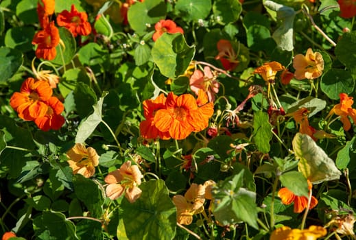 Tropaeolum commonly known as nasturtium flowers close up