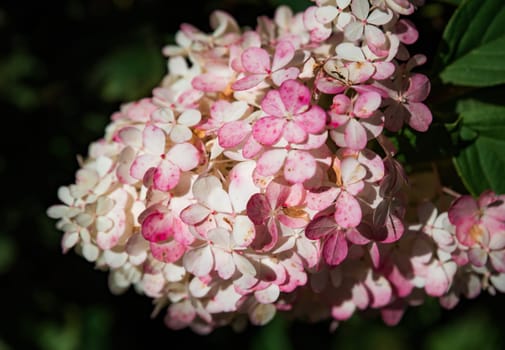 Pink Hydrangea Sundae Fraise (Rensun) branch growing in Far East of Russia