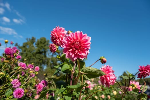 Pink dahlia flower on green background. Russian Far East