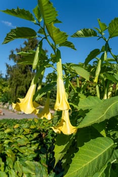 Yellow Brugmansia flowers growing in Far East of Russia