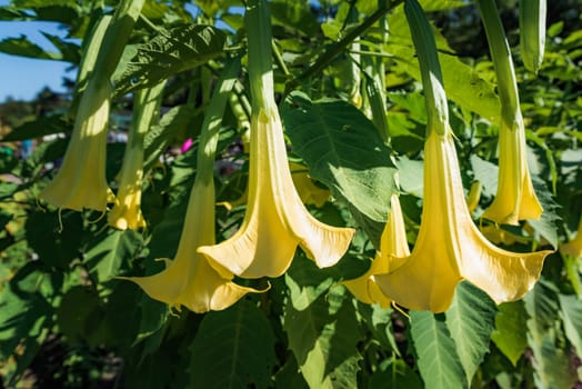 Yellow Brugmansia flowers growing in Far East of Russia
