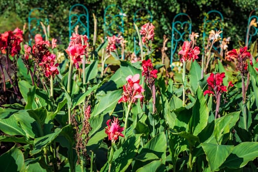canna empire flower growing in Russian far east