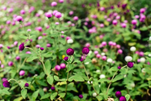 Gomphrena globosa, commonly known as globe amaranth growing in Thailand