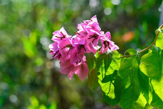 Pink Bougainvillea flowers blooming in Nha Trang Vietnam