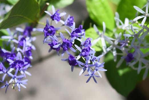 Blooming Petrea volubilis closeup in a garden