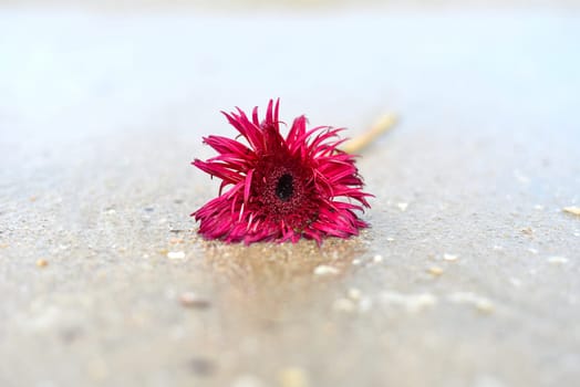Flower of mini gerbera Punki Arthur on the sand near the South China sea in Vietnam