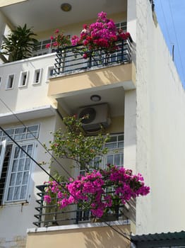 Balconies with pink bush in Nha Trang Vietnam