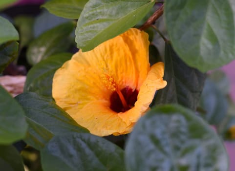 Hibiscus rosa-sinensis, known colloquially as Chinese hibiscus, China rose