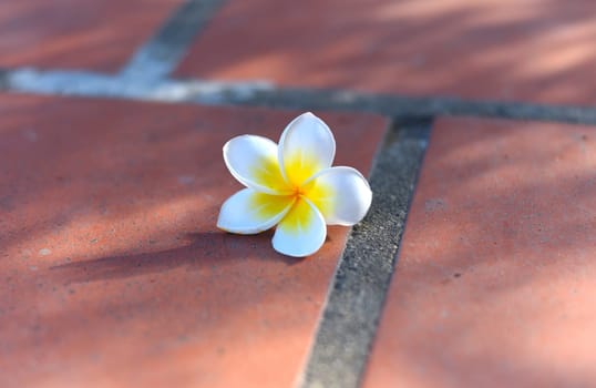 One white plumeria on the ground close up