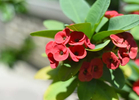 Euphorbia milii, the crown of thorns, Christ plant, or Christ thorn growing in Vietnam