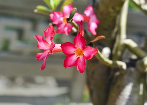 Many flowers of Adenium obesum close up