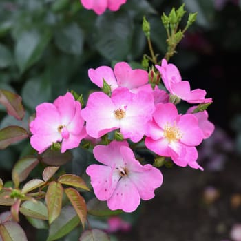 Dortmund rose Kordesi flowers. Far east, Russia