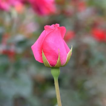 Tea rose with buds on green background