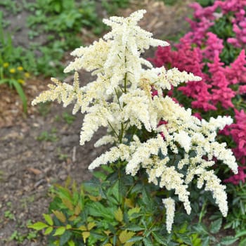 Mont Blank Astilbe flowers (false goat's beard). Russian Far East.