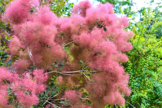 Branch of skumpia tree, Russian Far East