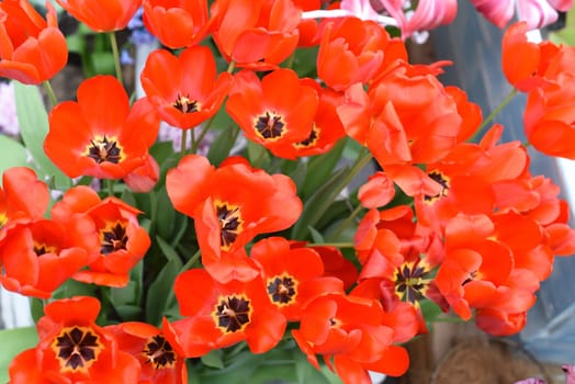 Bright red tulips blossom in spring garden