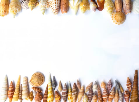 Tropical seashells on white background
