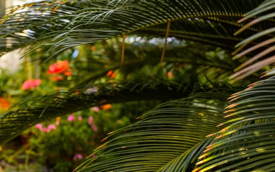 Background made of green leaves, with blurred middle and bokeh