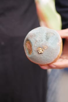 Person holding a moldy fruit at an outdoor market