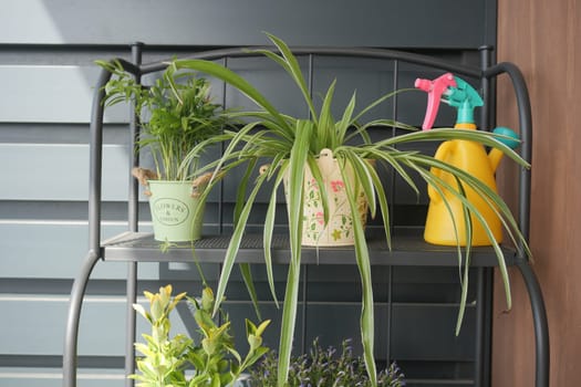 Colorful plants on metal shelf with watering can.