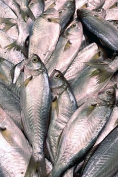 Freshly Caught Fish Pile.A close-up image of a large pile of freshly caught fish, showcasing their shiny scales and clear eyes. The fish are tightly packed together, highlighting their freshness and abundance.