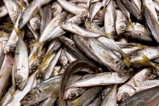 Freshly Caught Fish Pile.A close-up image of a large pile of freshly caught fish, showcasing their shiny scales and clear eyes. The fish are tightly packed together, highlighting their freshness and abundance.